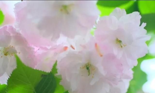 樱花的花语图12