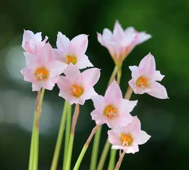 白花葱兰花语，风雨兰的生长特性图14
