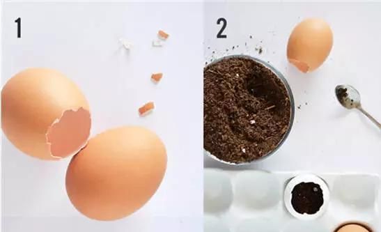 在家庭种植中，鸡蛋壳所含元素起到什么作用图16