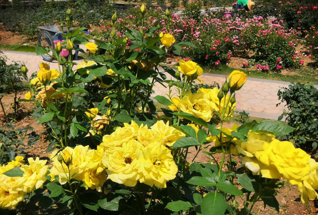 初夏时节 南京中山植物园内花团锦簇