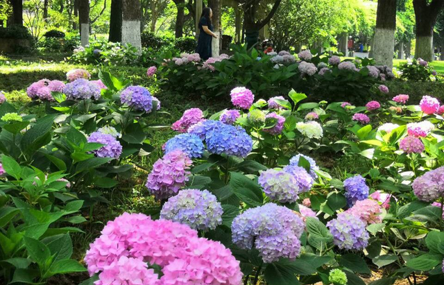初夏时节 南京中山植物园内花团锦簇