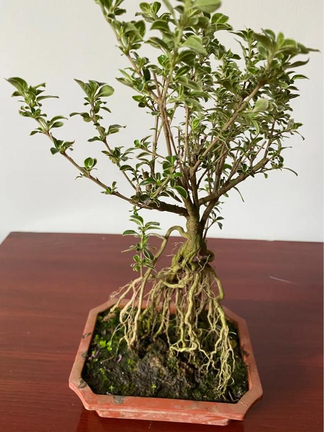 夏季阳台上的微型盆栽怎么养护？图3