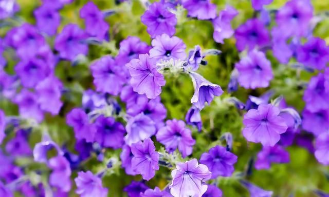 30种适合种植的紫色花卉，优雅浪漫又神秘，超有气质