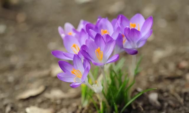 30种适合种植的紫色花卉，优雅浪漫又神秘，超有气质