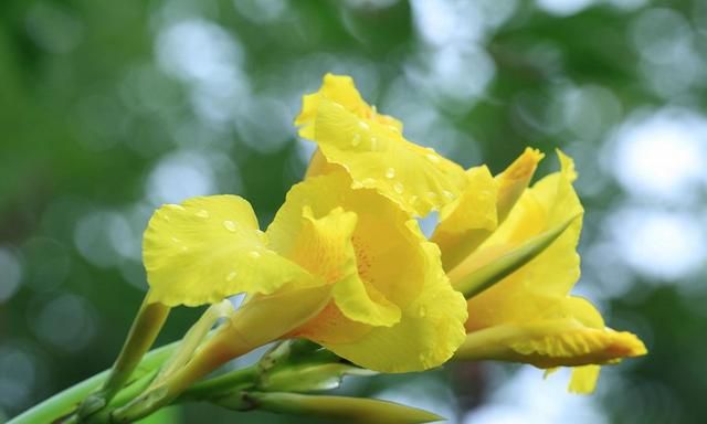 吉林省各地市花市树，能不能代表吉林特色，哪个更漂亮？