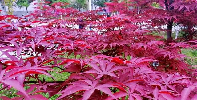 鸡爪槭～叶形美观，秋后转为鲜红色，色艳如花，灿烂如霞。