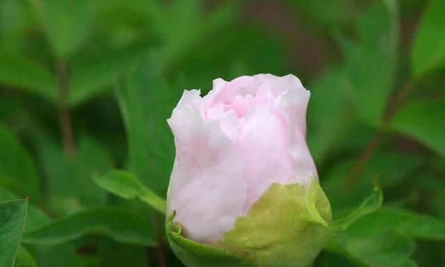 春天观赏什么花？分享最具有春天气息的粉色色系牡丹品种