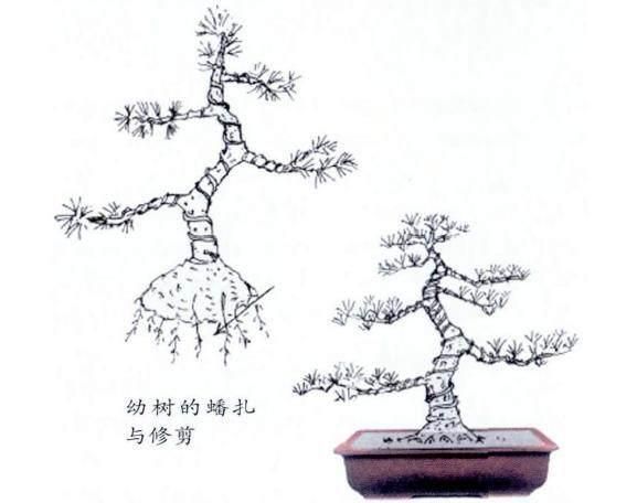白皮松幼树的蟠扎、修剪与摘芽图2