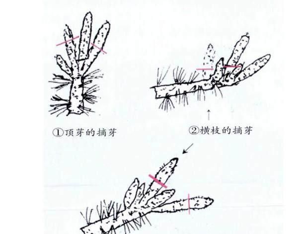 白皮松幼树的蟠扎、修剪与摘芽图3