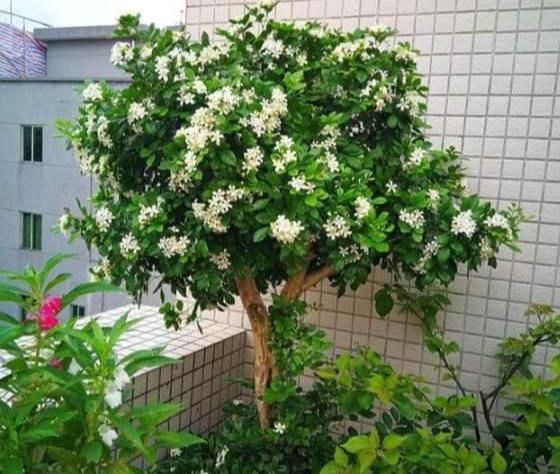 盆栽“七里香”，只需2个小秘诀，不黄叶，开花旺，比兰花还香