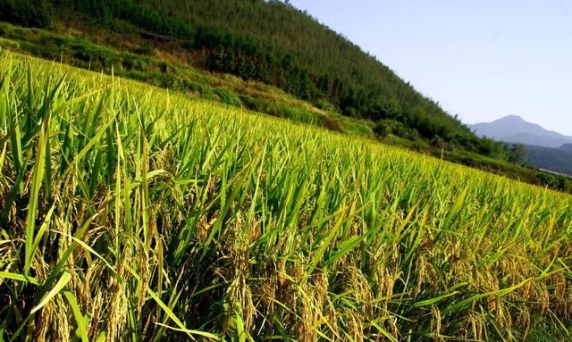 水稻亩产1400斤，价格0.95一斤，每亩亏本100元