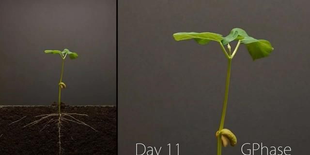 用600小时，记录1粒种子萌芽全过程，超震撼的延时摄影