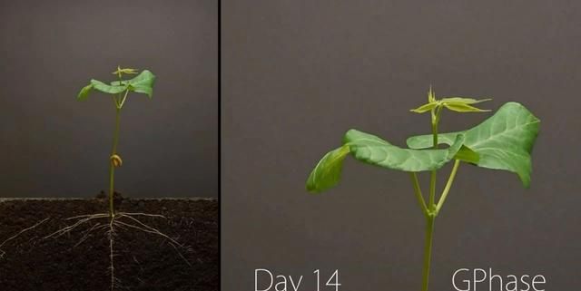 用600小时，记录1粒种子萌芽全过程，超震撼的延时摄影
