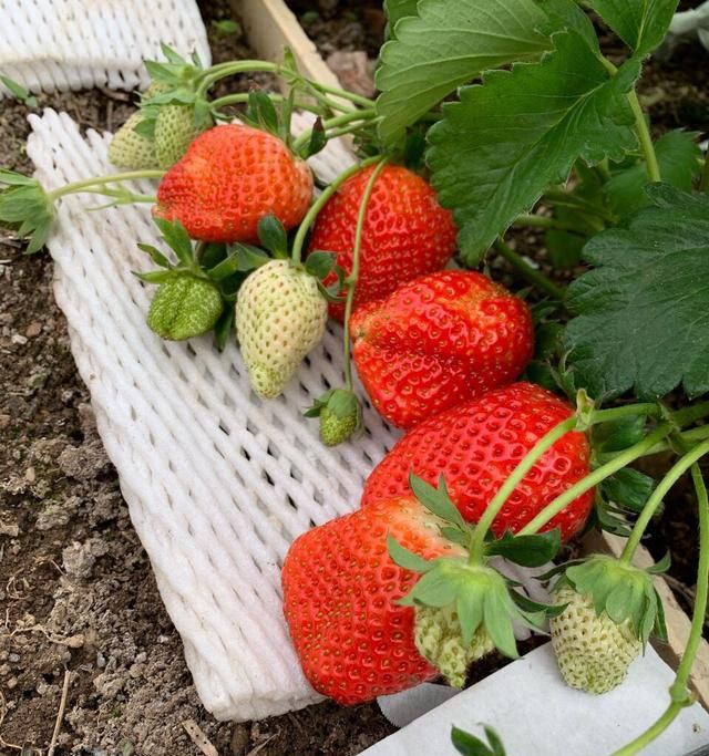 喜欢吃草莓，秋天阳台种十盆，冬春都有果，果子又大又多