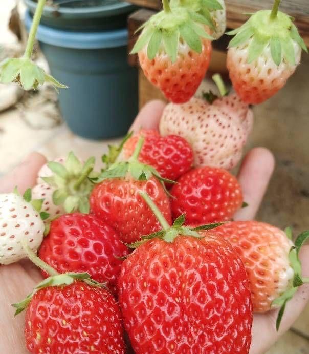 喜欢吃草莓，秋天阳台种十盆，冬春都有果，果子又大又多