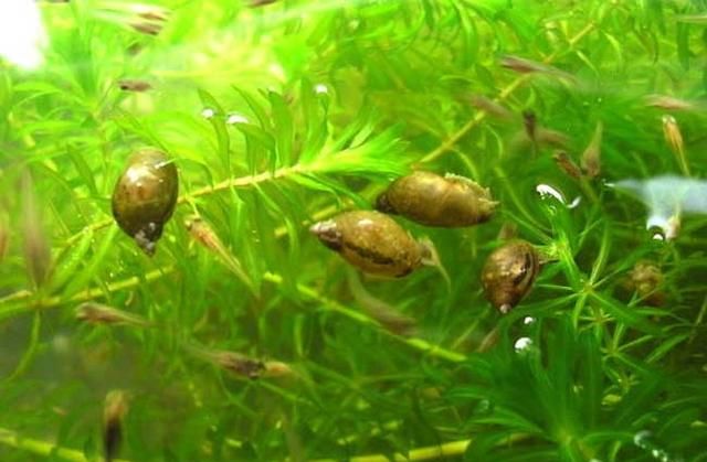 只听说过金鱼藻，却不知道该怎么养？养护管理技巧还有危害告诉你