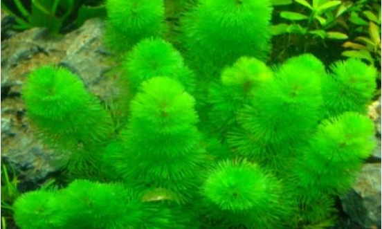 只听说过金鱼藻，却不知道该怎么养？养护管理技巧还有危害告诉你