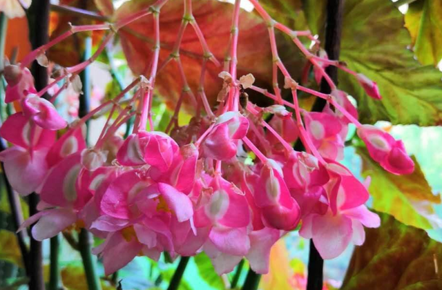 1种花名叫竹节海棠，开花一串串，妥妥的“花串子”，奇特可爱