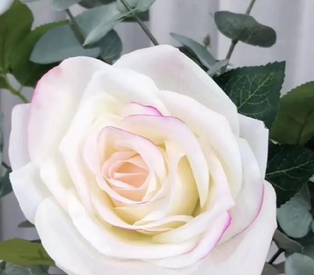 白玫瑰的花语是——除了你以外没人配得上我
