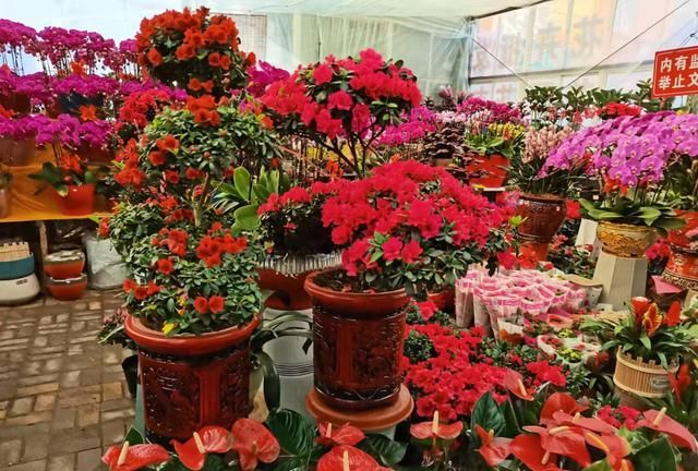 春节将至，年宵花俏销，烟台花卉市场迎来销售旺季