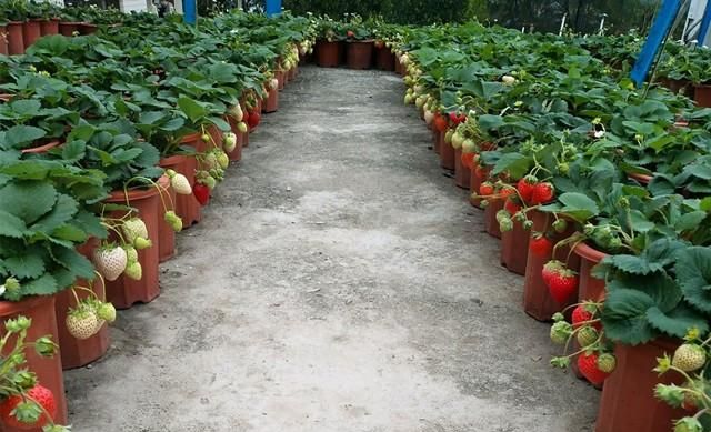 超简单草莓种植方法，一个新鲜草莓种几十盆，比采摘园吃的还过瘾