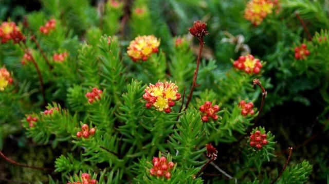 四裂红景天根和花可用于清热退烧，利肺，多生长于沟边山坡石缝中
