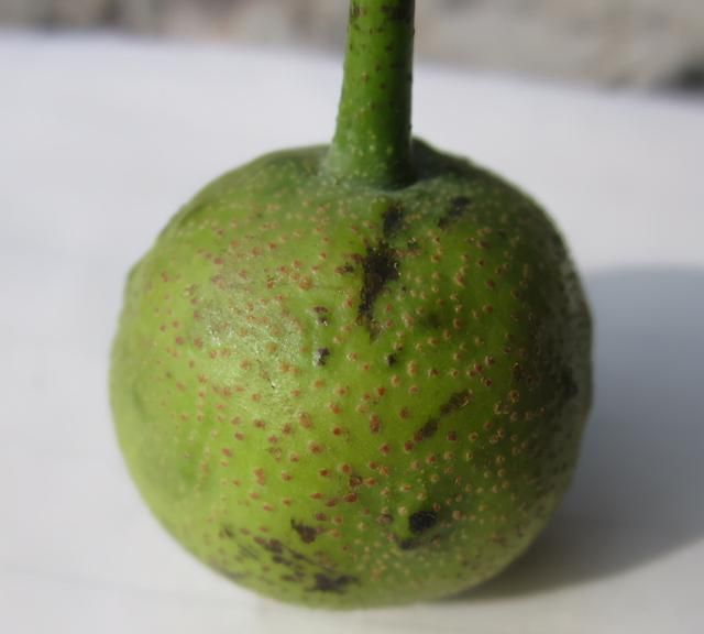 梨树种植常见病虫害及防治