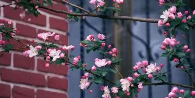 盘点5种漂亮的木本花卉，寓意美好上档次，养成“大花树”