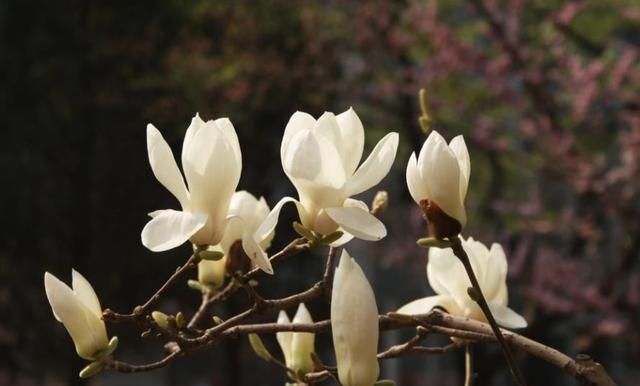 盘点5种漂亮的木本花卉，寓意美好上档次，养成“大花树”
