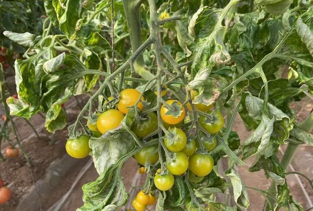 别人小番茄种的像葡萄，怎么管理的，3点关键种植技术，不妨一学