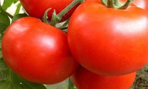 西红柿种子什么品种好 如何挑选西红柿种子