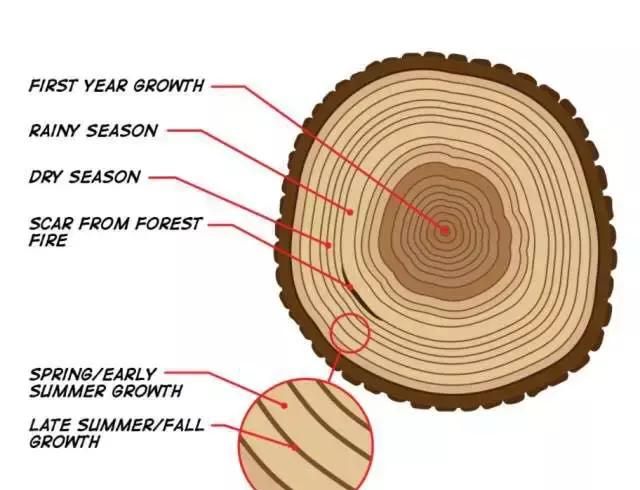 关于树木年轮，你知道多少？
