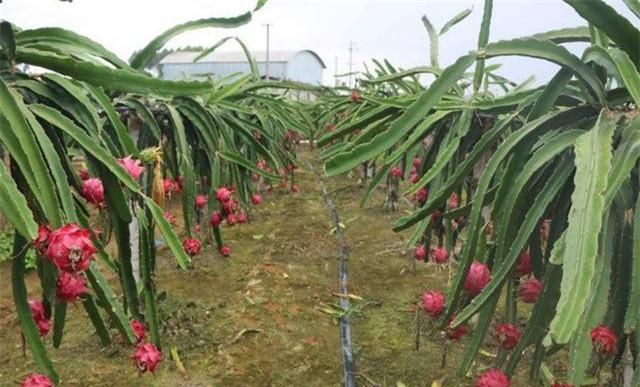 火龙果的种植要求，技术和管理相结合，提高产量也轻松