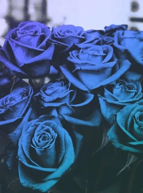 各种颜色的玫瑰花代表不同含义，适合送给不同的人，你送对了吗？
