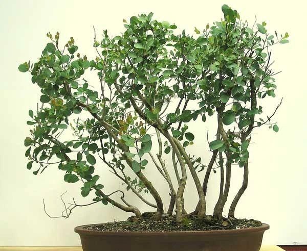 小清新的尤加利盆栽就是桉树，被称为“抽水机”，为啥还有人养