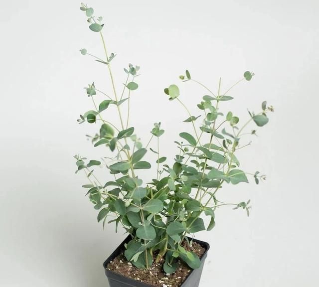 小清新的尤加利盆栽就是桉树，被称为“抽水机”，为啥还有人养