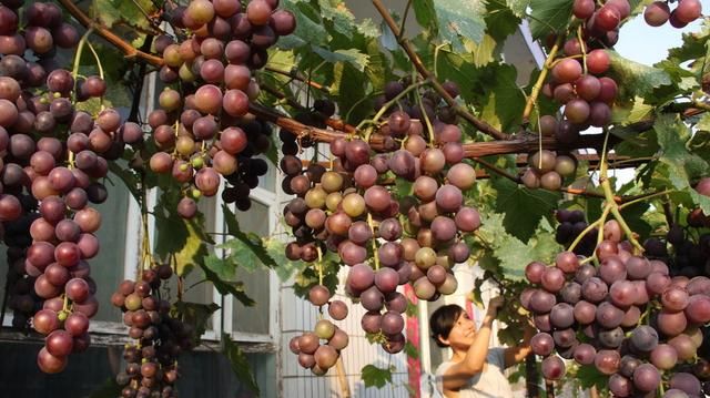 院子里不能种葡萄树？家人出事就赖葡萄树？是科学还是迷信？