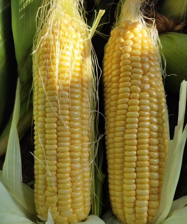 春播一定不要错过的三款玉米品种！口感好，产量高，种植特别简单