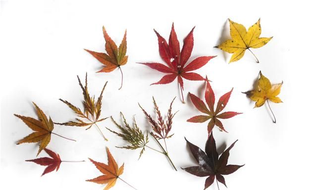 杭州满城红叶，谁是红枫，谁是鸡爪槭，你能分清楚吗？