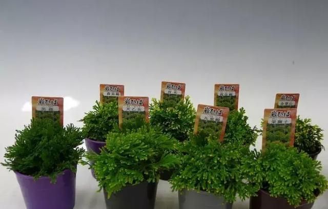 蕨类植物推荐：卷柏、中华卷柏、翠云草