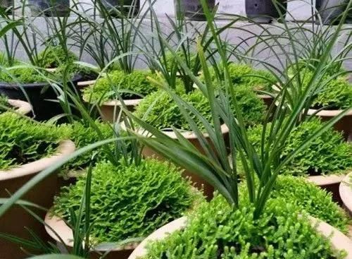蕨类植物推荐：卷柏、中华卷柏、翠云草
