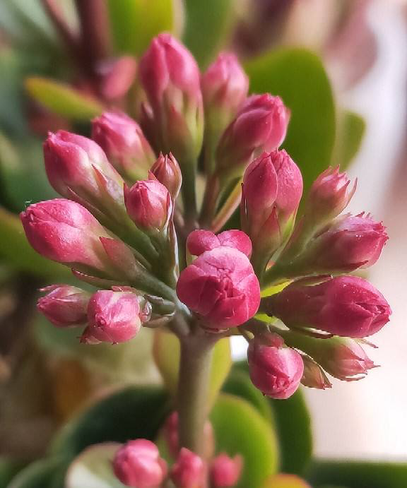 5种常见花的修剪方式，虽然简单却很重要，花开有型又健康