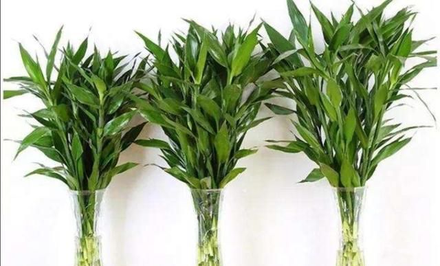 水培富贵竹常见黄叶原因分析，以及解决方法和养护要点