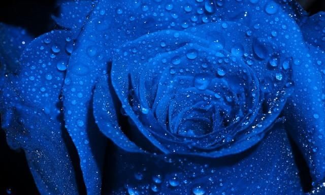 蓝玫瑰的花语之《葬香》