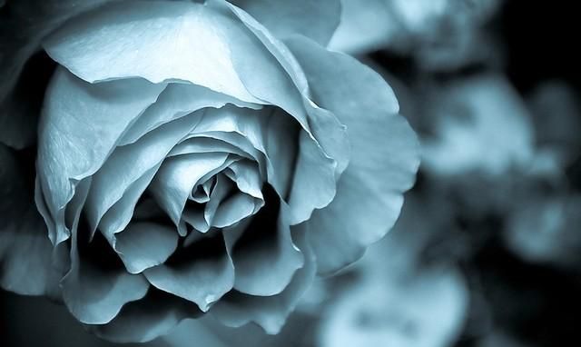 蓝玫瑰的花语之《葬香》