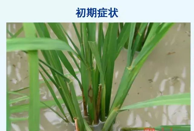 水稻病害，天穗之咲稻姬水稻病害图9