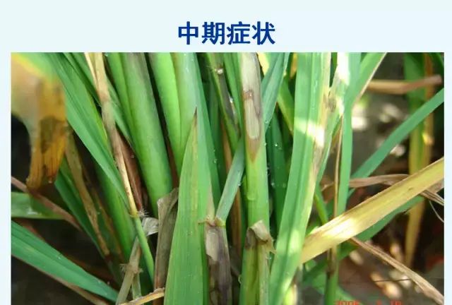 水稻病害，天穗之咲稻姬水稻病害图10