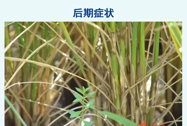 水稻病害，天穗之咲稻姬水稻病害图11