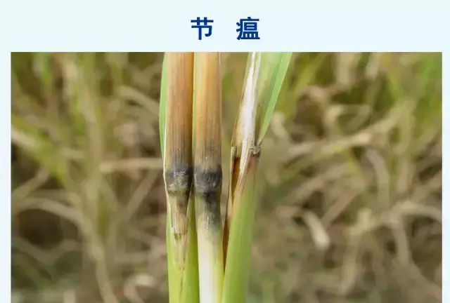 水稻病害，天穗之咲稻姬水稻病害图22