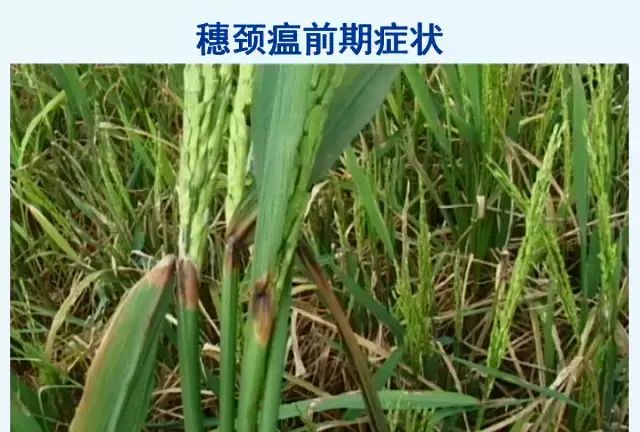 水稻病害，天穗之咲稻姬水稻病害图23